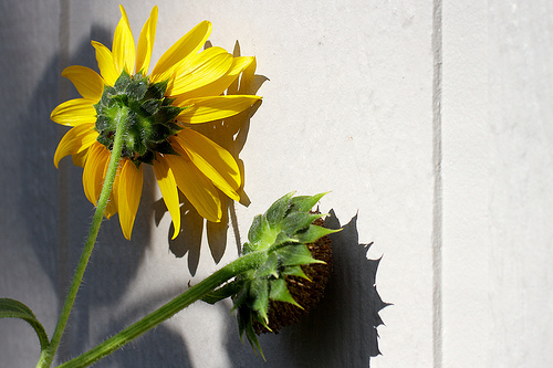 Sunflowers Shamed. by cogdogblog Shame - Pushing The Edge with Greg Curran